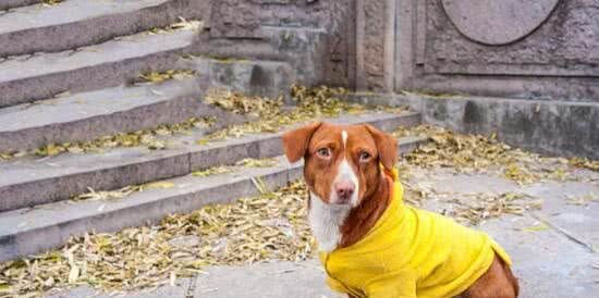 身材奇特的腊肠犬，在挑选时应当注意什么