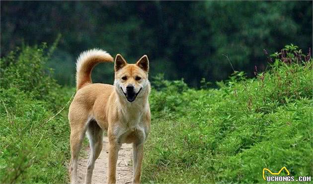 因为秋田和柴犬不够可爱，日本本土秋田面临灭绝？