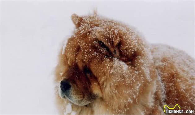 因为秋田和柴犬不够可爱，日本本土秋田面临灭绝？