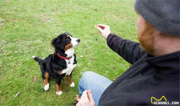 训犬不是训犬师才能做！只要主人懂得训犬基本方式，也能够