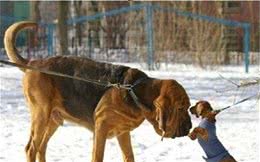 寻血猎犬是金毛吗寻血猎犬与金毛的区别