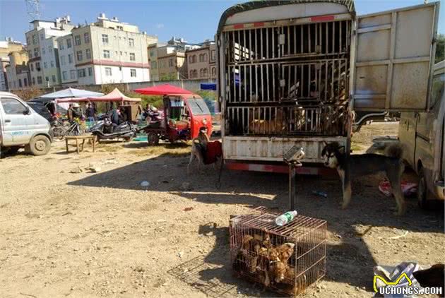 犬市：你知道犬市是一个怎样的存在呢？它和农贸市场不同！