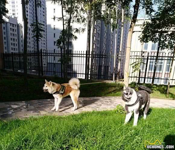 饲养秋田犬，需要注意的事情！