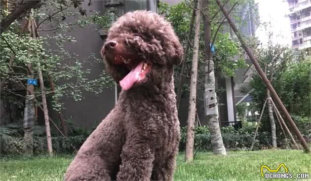 谁说泰迪犬都很小？来看超大型泰迪犬，碰着藏獒都敢日