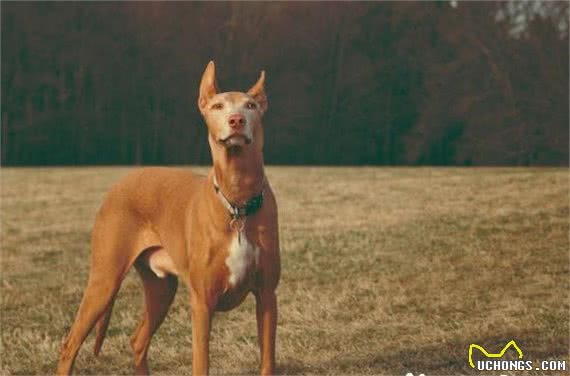 法老王猎犬有什么用法老王猎犬能够狩猎