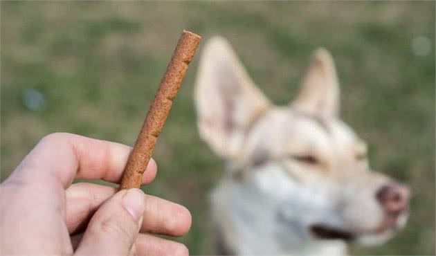 给狗狗买零食，淀粉类的少买！买训犬零食主人要注意这3点