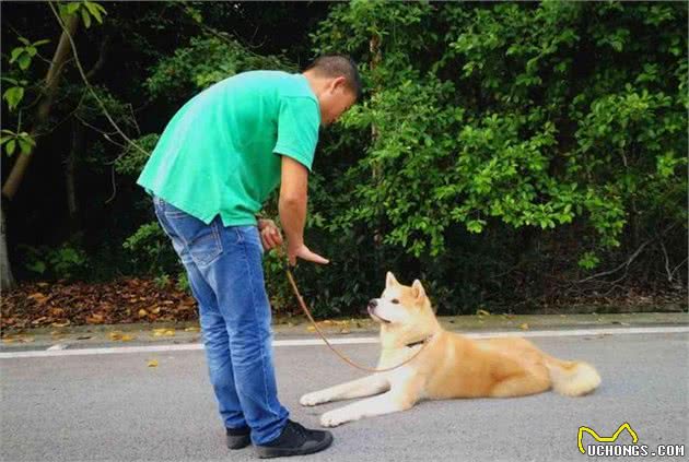 狗狗做错事要惩罚才会改正？不，奖励比惩罚更有效