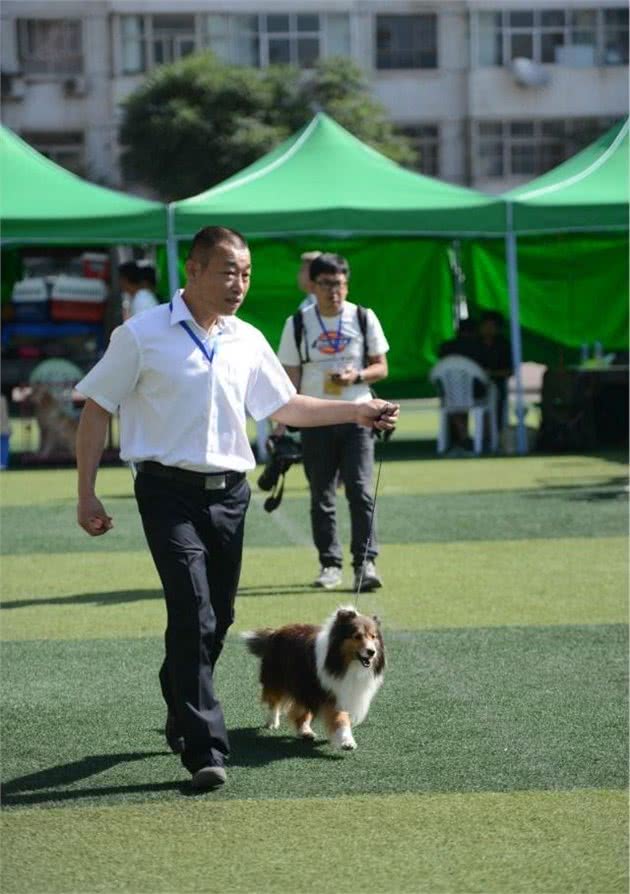 萌宠银川蹦出一群萌萌哒高能狗周末必看别错过