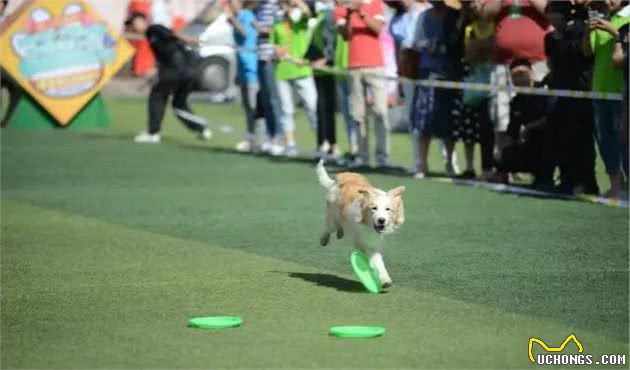 萌宠银川蹦出一群萌萌哒高能狗周末必看别错过