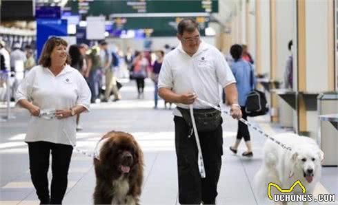 想带狗狗出国旅游、留学？提早半年做好这些豫备，打卡半个欧洲