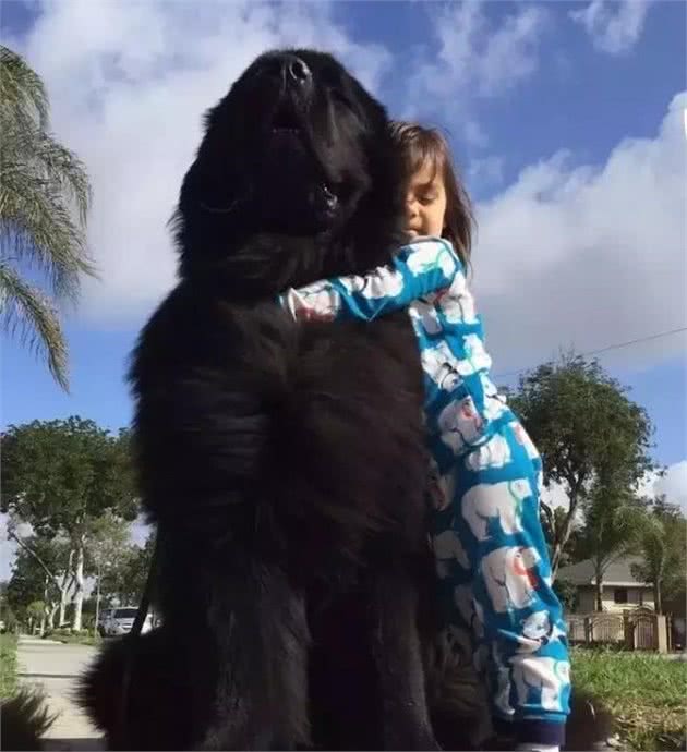 大块头也能够很温油，纽芬兰犬多是最表里不一的汪星人了