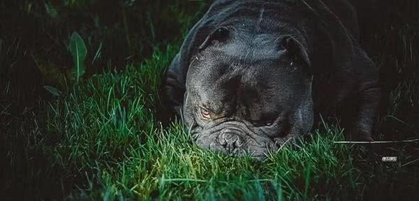 美国恶霸犬玩出自己的个性！