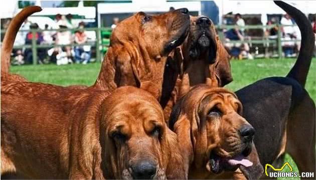 世界十大猎犬品种排名比特犬仅排第三