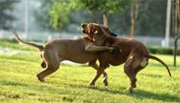 世界十大猎犬品种排名比特犬仅排第三