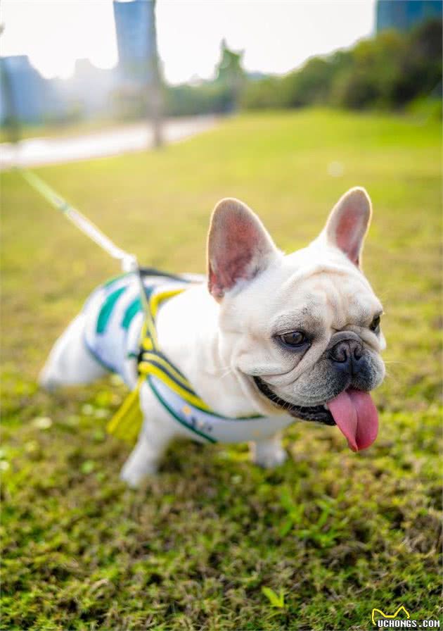 萌宠法斗犬在饲养过程当中，应当注意到的几个问题