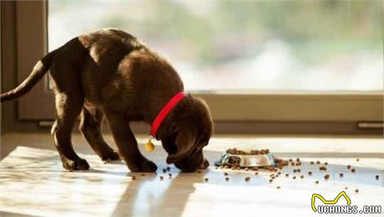 狗狗吃什么能长肉?这些是“长肉长壮实”的好帮手,爱吃就赚了