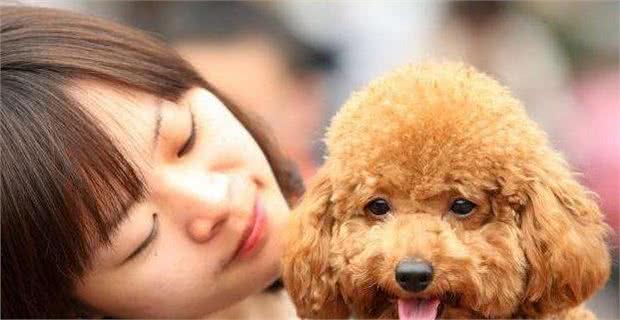 泰迪犬这“5大心理”很常见，第2种很危险，你家有吗？