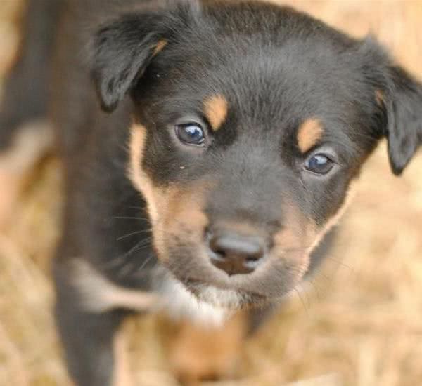 这只二战时被炸伤腿的幼犬，救了全基地的人的命