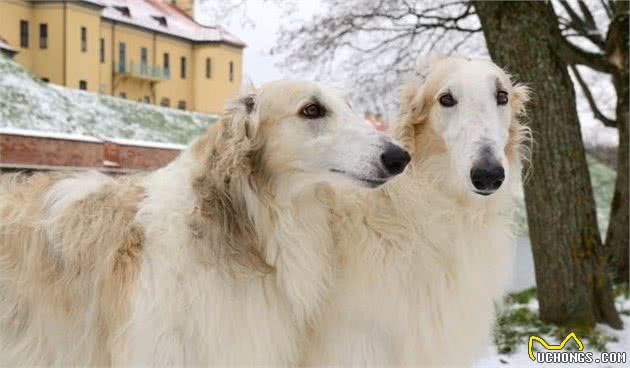 它作为猎犬，却从不是用鼻子去追捕