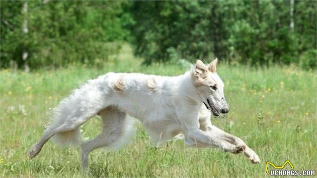 它作为猎犬，却从不是用鼻子去追捕