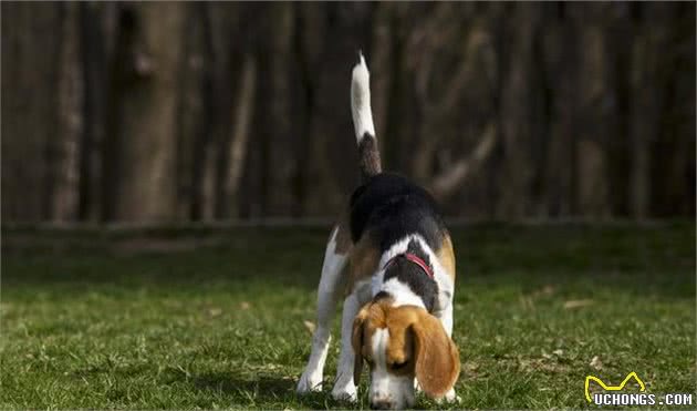 可爱又闹腾的比格小猎犬，你会选择养一只吗？