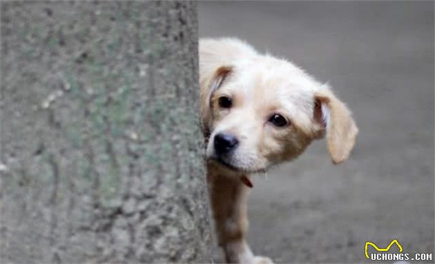 犬护食的三点成因，主人盲目教训不可取，正确了解才能获得认同