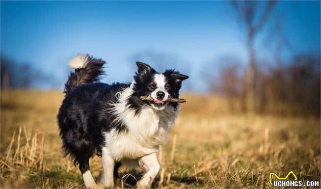 你不能不知道的全球最优秀的犬种，边境牧羊犬！