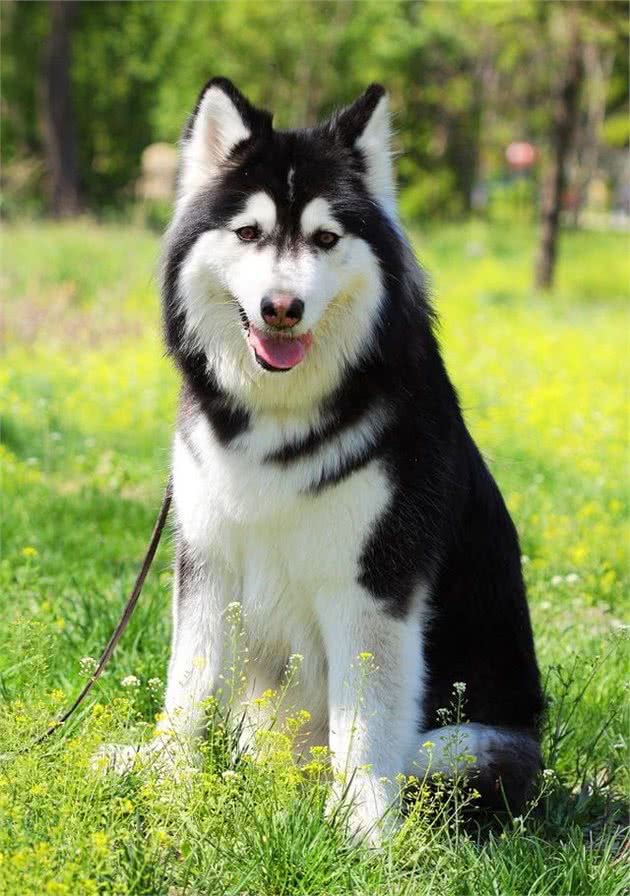 冰天雪地里的车夫—马拉姆特犬