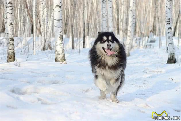 冰天雪地里的车夫—马拉姆特犬