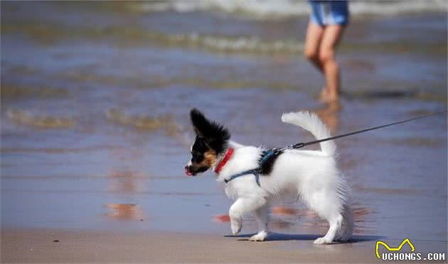 蝴蝶犬如何训练好？这五招，能够帮到你！