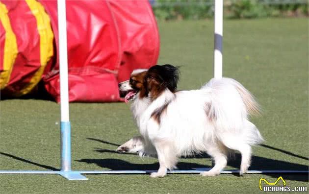 蝴蝶犬如何训练好？这五招，能够帮到你！