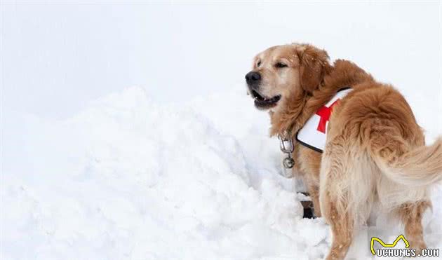 服务犬，医疗犬和情感支持犬，这三者有什么区别，不都是金毛犬吗？