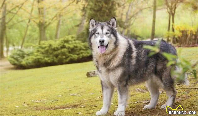 哈士奇vs阿拉斯加犬，哪一种更讨宠主喜欢呢