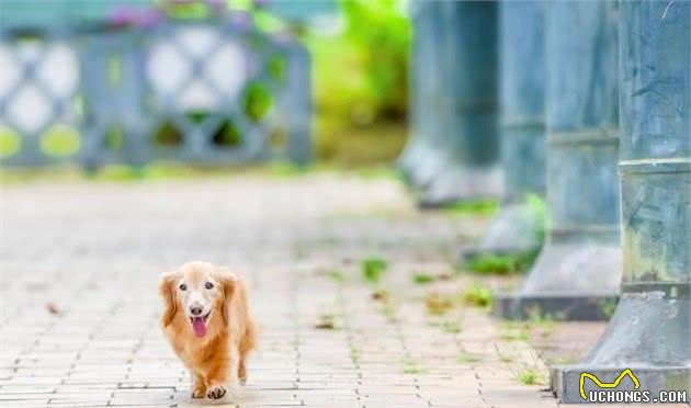 夏天除了预防犬中暑，还要小心路面，不然会烫伤狗狗爪子