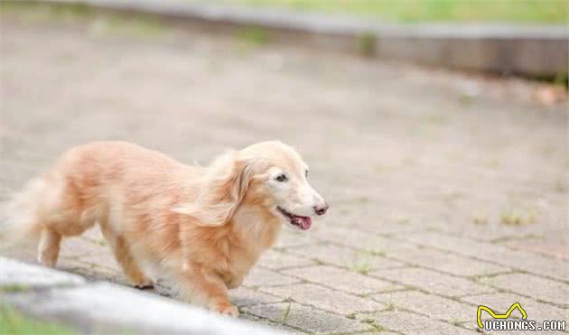 夏天除了预防犬中暑，还要小心路面，不然会烫伤狗狗爪子