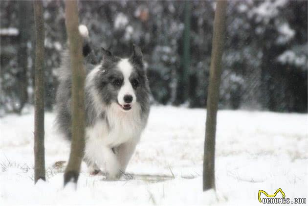 想养聪明的牧羊犬？小心被狗狗的聪明驾驭，养好牧羊犬的3个重点