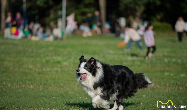 想养聪明的牧羊犬？小心被狗狗的聪明驾驭，养好牧羊犬的3个重点