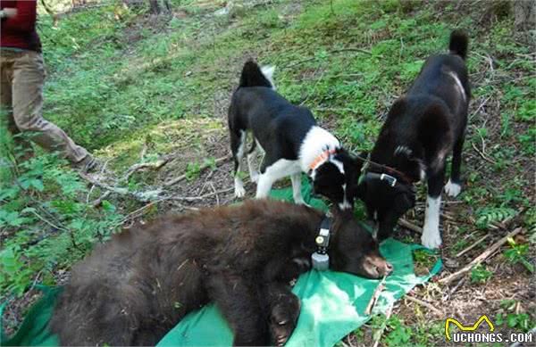 俄罗斯境内，它比高加索犬更具野性，猎熊专用，由雪山原住民饲养