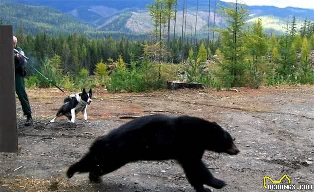 俄罗斯境内，它比高加索犬更具野性，猎熊专用，由雪山原住民饲养