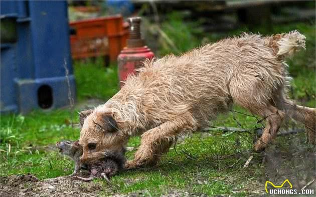 英国8只猎犬7小时捉700老鼠创纪录，可谓劳模，主人说是天性