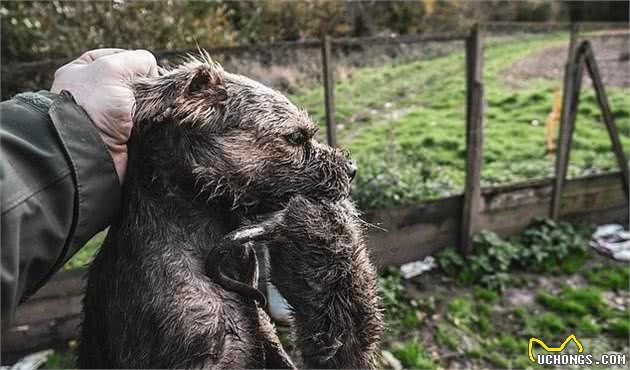 英国8只猎犬7小时捉700老鼠创纪录，可谓劳模，主人说是天性