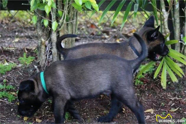 刚到家的幼犬，怎么养？