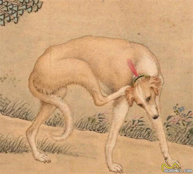 历史上的今天｜郎世宁画十大骏犬十张