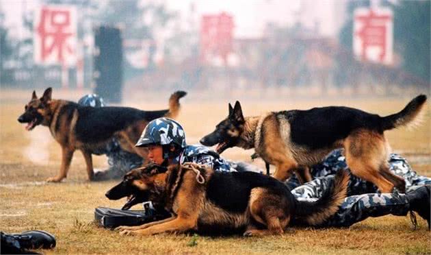 在中国这几种狗狗，都能成为警犬，养一只绝对不后悔