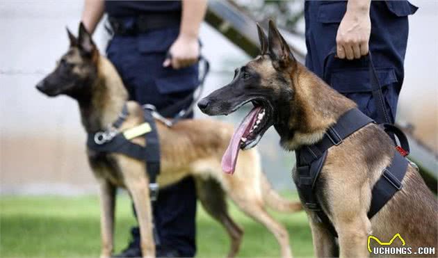 在中国这几种狗狗，都能成为警犬，养一只绝对不后悔