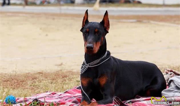 在中国这几种狗狗，都能成为警犬，养一只绝对不后悔