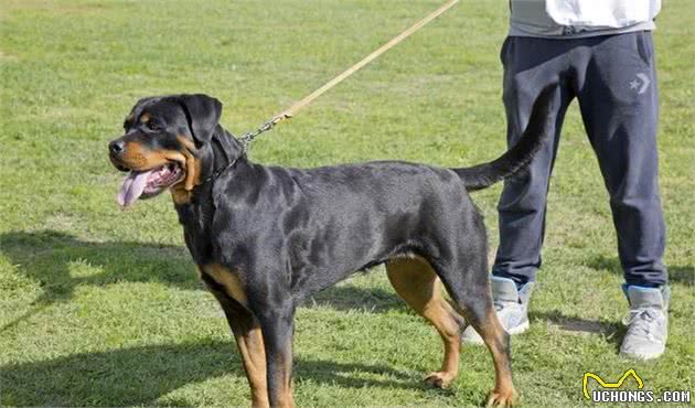 在中国这几种狗狗，都能成为警犬，养一只绝对不后悔