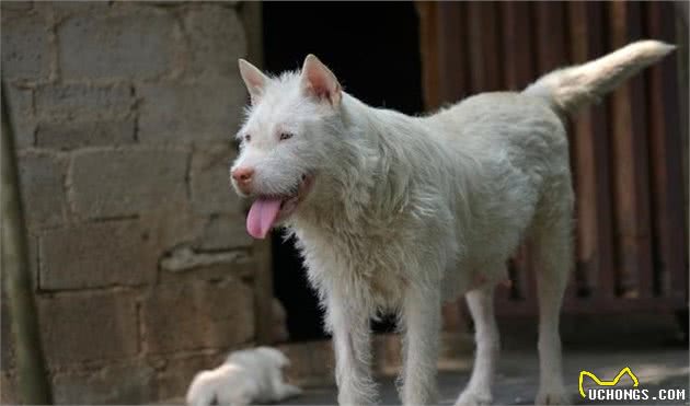 中国本土的5种猛犬，你知道几种，第五种曾经还是宫庭专用犬！