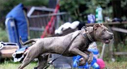 中国本土的5种猛犬，你知道几种，第五种曾经还是宫庭专用犬！