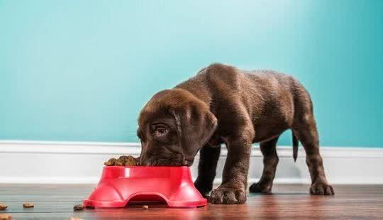 我怎么才能知道，我家狗狗有没有食物过敏？犬过敏时的常见症状